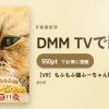 【VR】もふもふ猫ふーちゃん観察日記のアイキャッチ