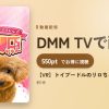 【VR】トイプードルのリロちゃんのアイキャッチ