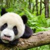 アース：アメイジング・デイ