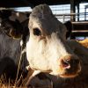 COW／牛