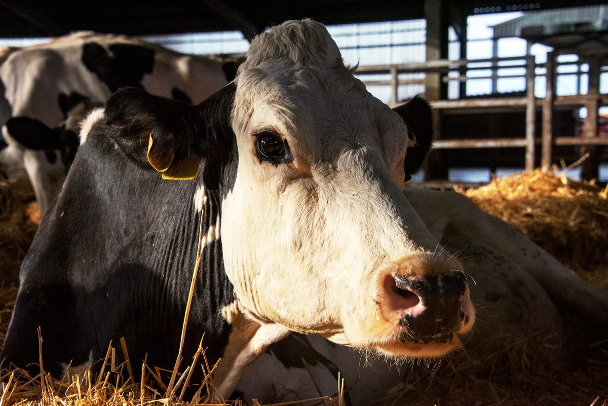 COW/牛