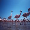 ディズニーネイチャー/フラミンゴに隠された地球の秘密