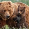ディズニーネイチャー/クマの親子の物語