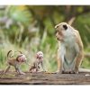 ディズニーネイチャー/サルの王国とその掟