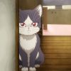 同居人はひざ、時々、頭のうえ。