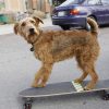 ファイアー・ドッグ 消防犬デューイの大冒険