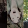 富士五湖奇譚 呻母村