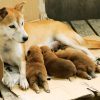 ひまわりと子犬の7日間