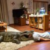 家に帰ると妻が必ず死んだふりをしています。