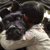 犬ヶ島