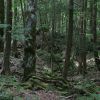 実録心霊シリーズ 心霊投稿ビデオ 私たちは呪われた ～山梨県 青木ヶ原樹海～