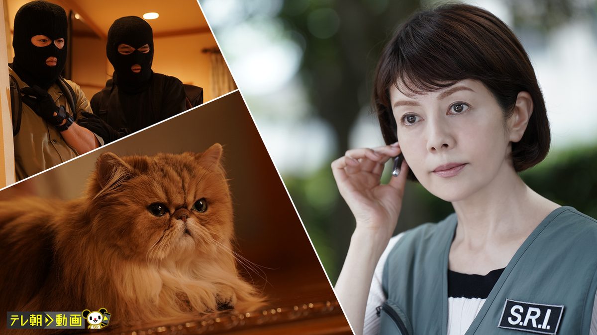 科捜研の女 season23