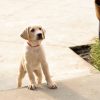 マーリー2 世界一おバカな犬のはじまりの物語