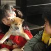 マリと子犬の物語