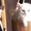 猫侍　まるっと玉之丞