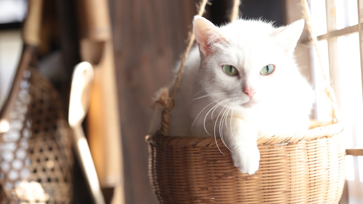 猫侍　まるっと玉之丞