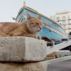 ねこしま