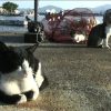 ねこ島日記