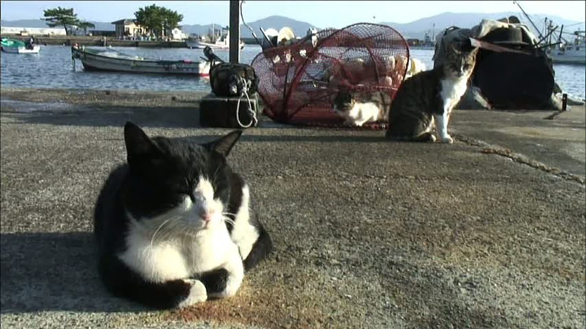 ねこ島日記