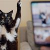 猫と、とうさん