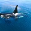 日本列島生きもの超伝説 劇場版ダーウィンが来た！