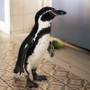 ペンギンパウルとカオスシスターズ