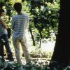 落下する夕方