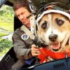 スター犬マーフィーの大脱走