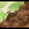 ウンチク／うんこが地球を救う