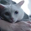 吾輩は猫である！